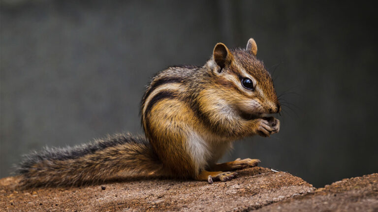 Can chipmunks eat peanuts?