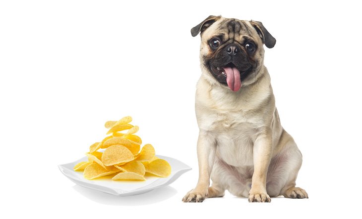 Can chips harm dogs?