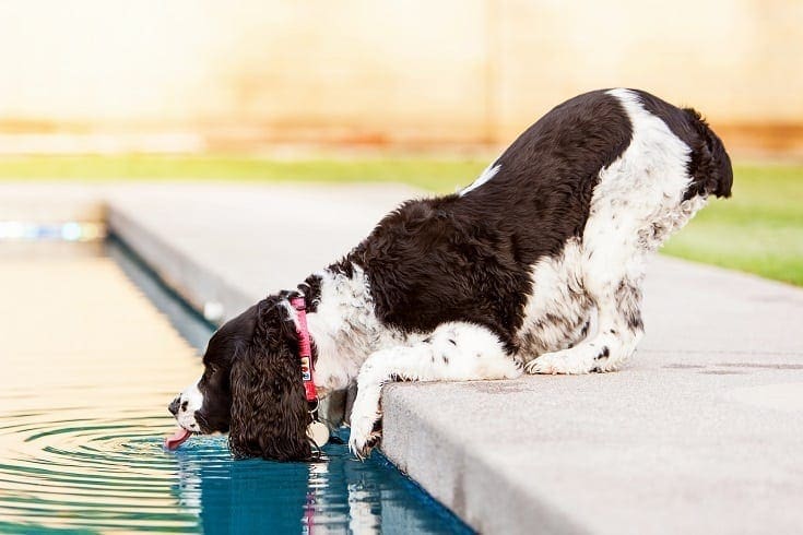 Can chlorine water kill a dog?