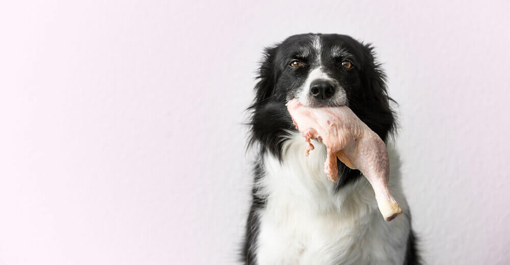 Can cooked chicken cause allergies in dogs?
