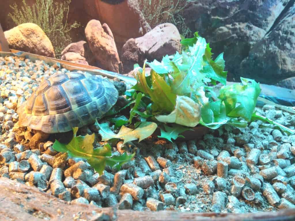 Can desert tortoises eat kale?