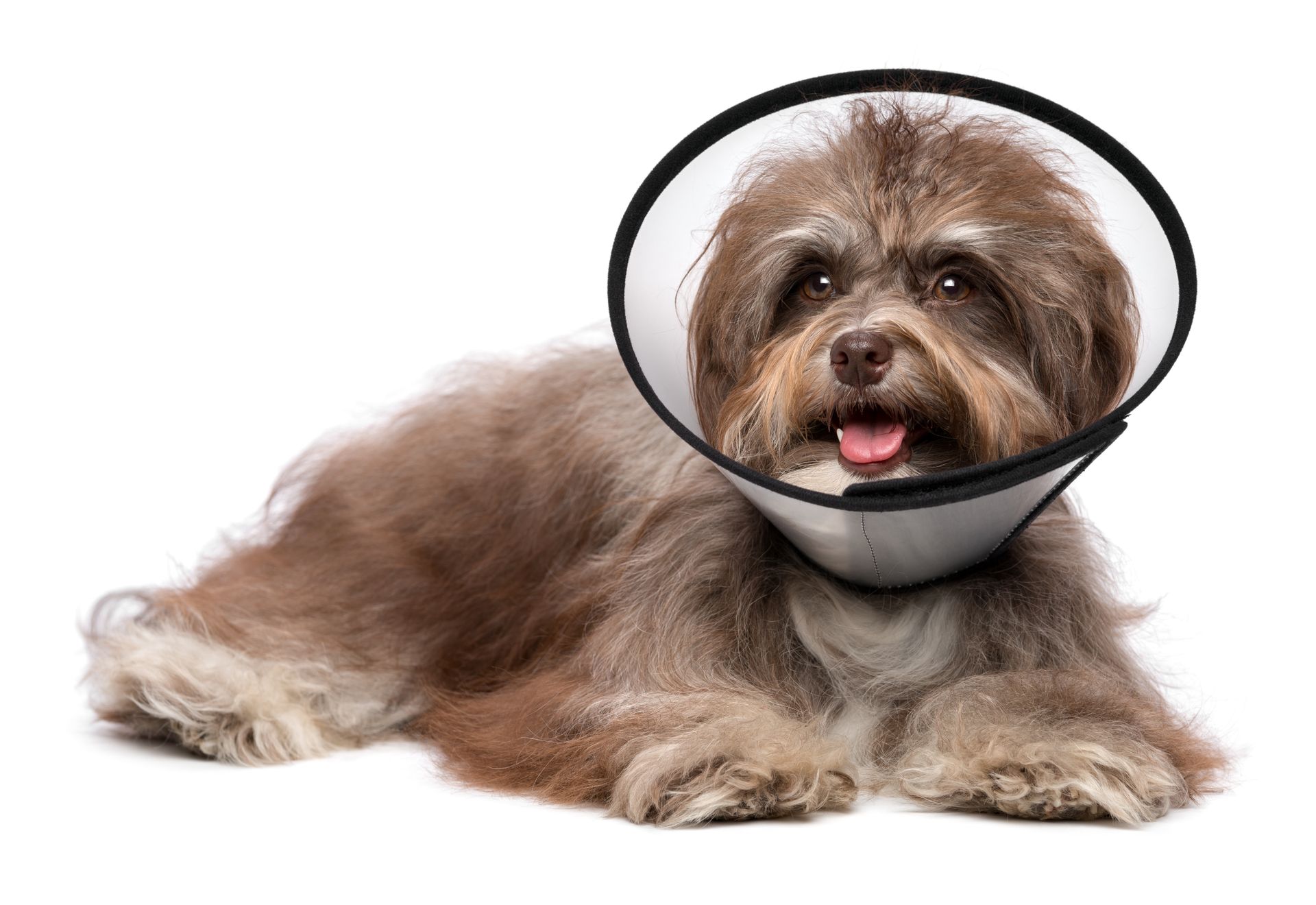 Can dog lick after neutering?