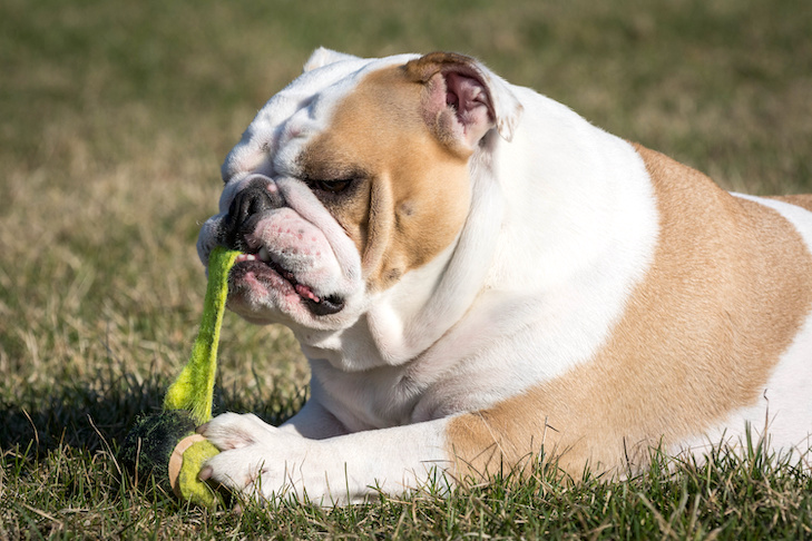 Can dogs choke on balls?