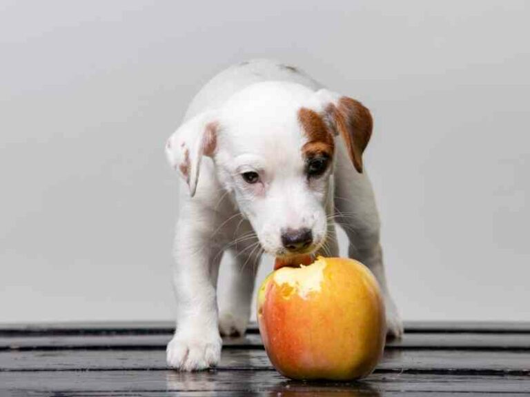 Can dogs die from eating apples?