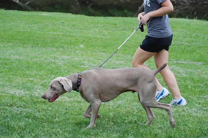 Can dogs do long distance running?