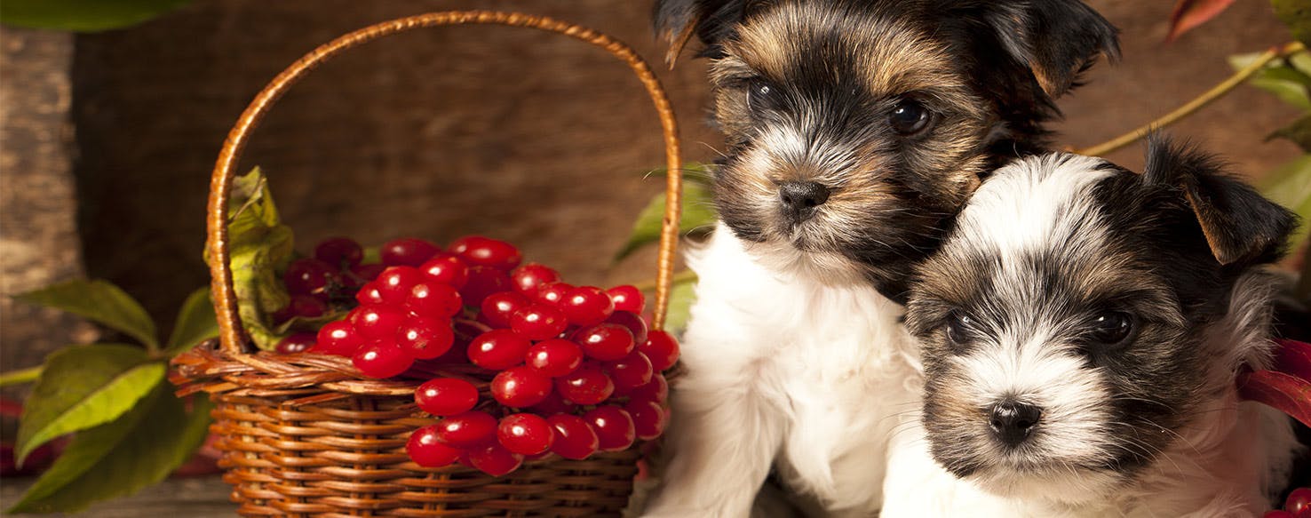 Can dogs drink cranberry juice?
