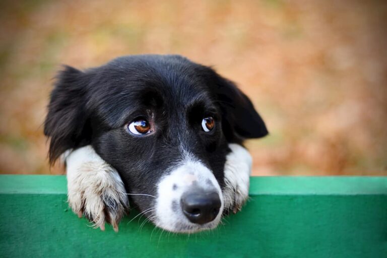 Can dogs eat Campbell’s soup? – Animal Shelters