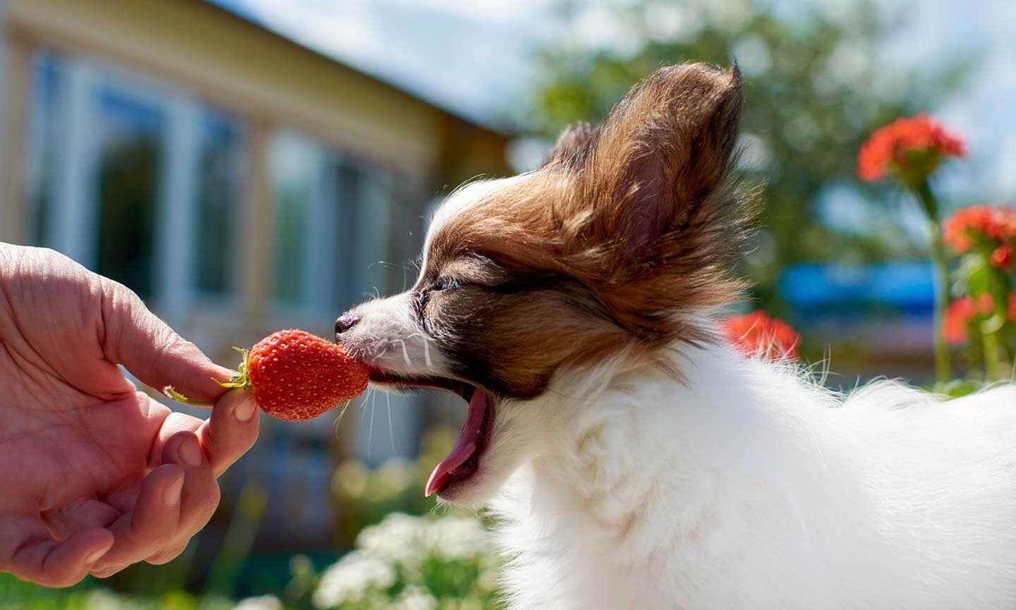 Can dogs eat frozen strawberries?