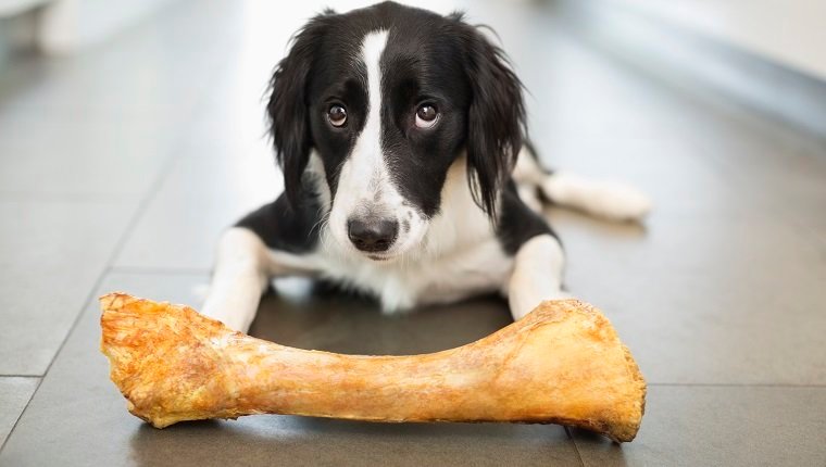 Can dogs eat pieces of bone?