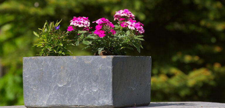 Can dogs eat verbena?