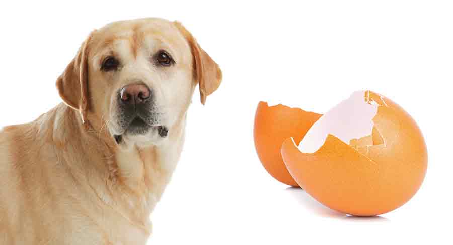 Can dogs eat whole raw eggs with shell?