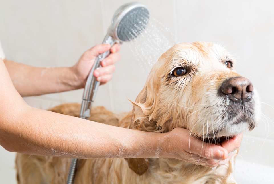Can dogs get sick after a shower?
