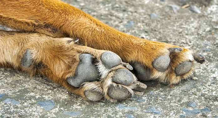 Can dogs grow new dew claws?