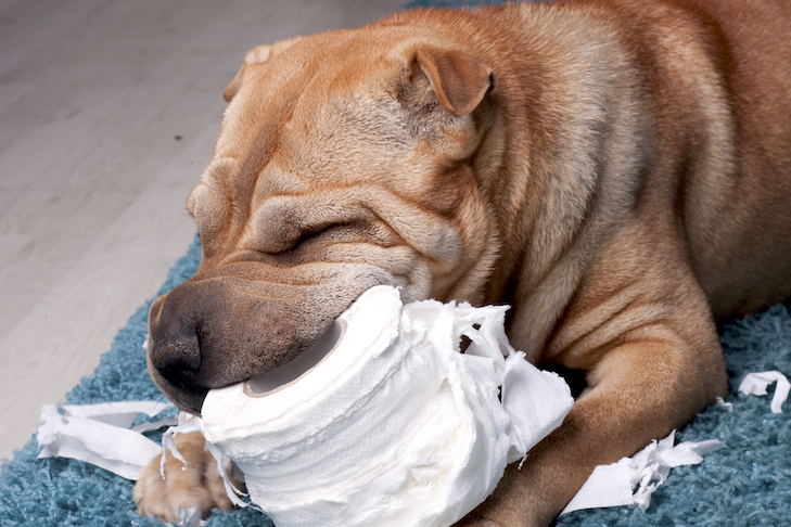 Can dogs pass toilet paper?