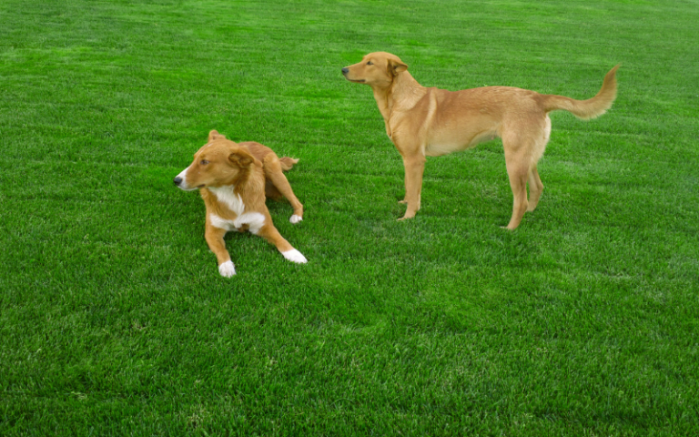 Can dogs walk on fertilized grass?