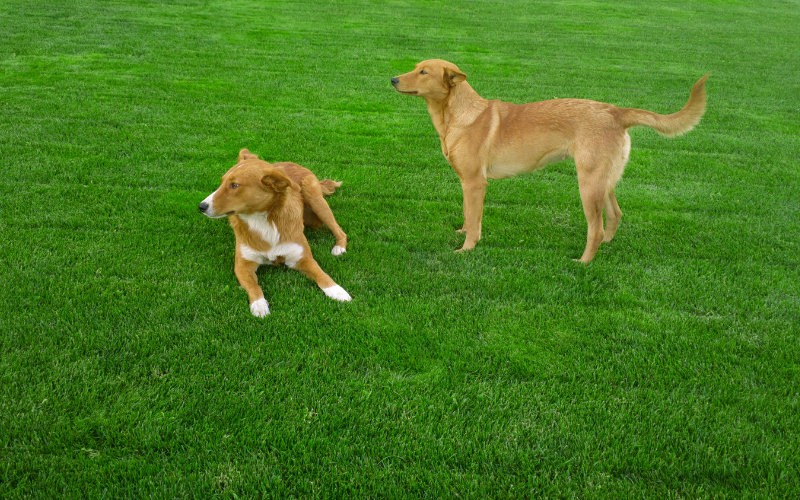 Can dogs walk on fertilized grass?
