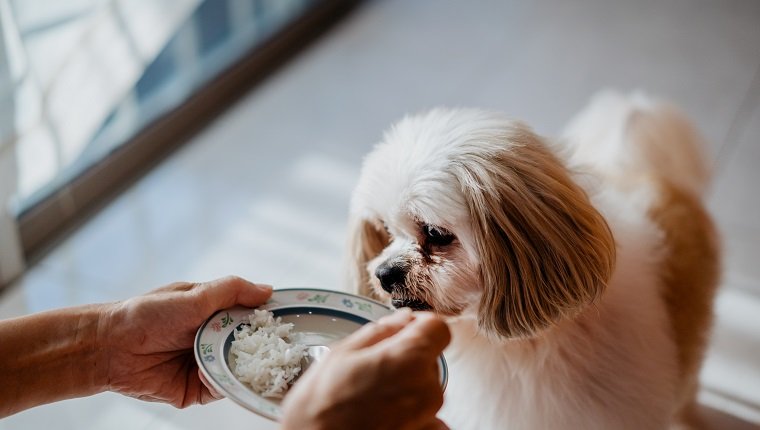 Can dogs with IBD eat rice?