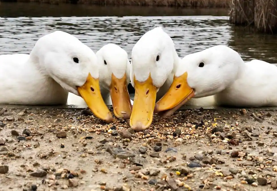 Can ducks eat red pepper?