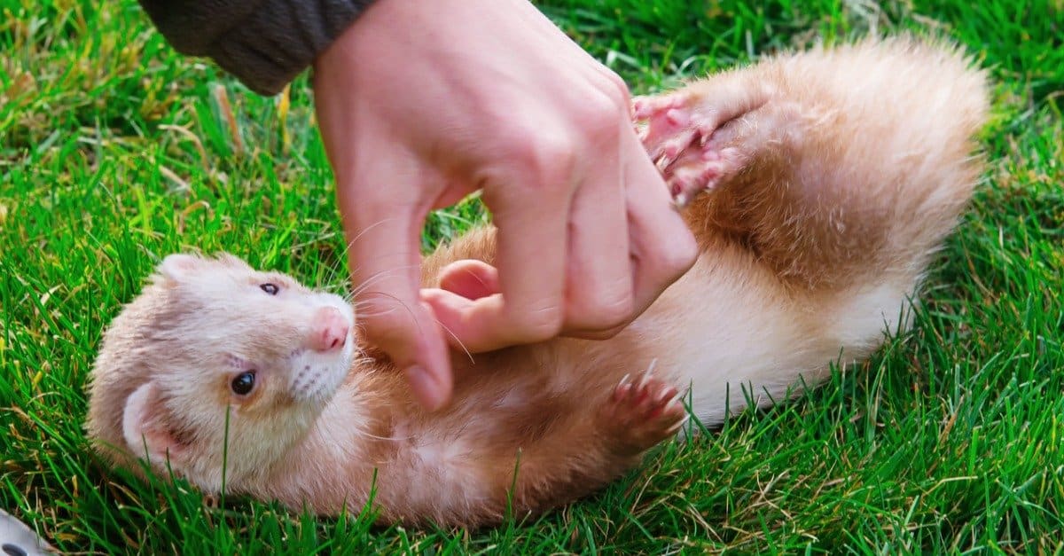 Can ferrets eat lunchmeat?