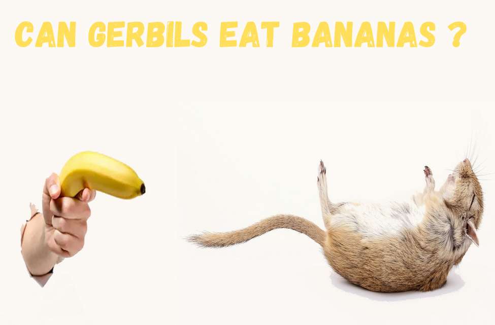 Can gerbils eat bananas?