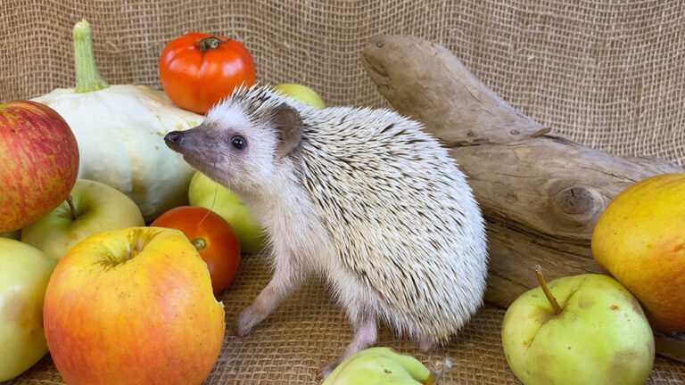 Can hedgehogs eat carrot?