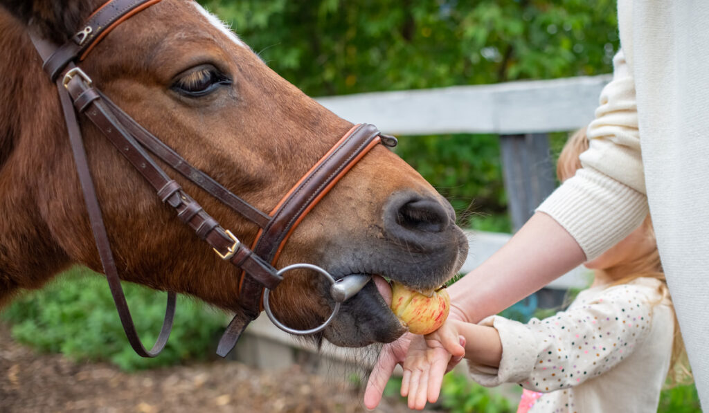 Can horses eat entire apple?
