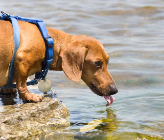 Can lake water make a dog sick?
