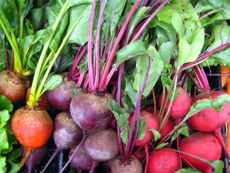 Can pigs eat beets and beet tops?