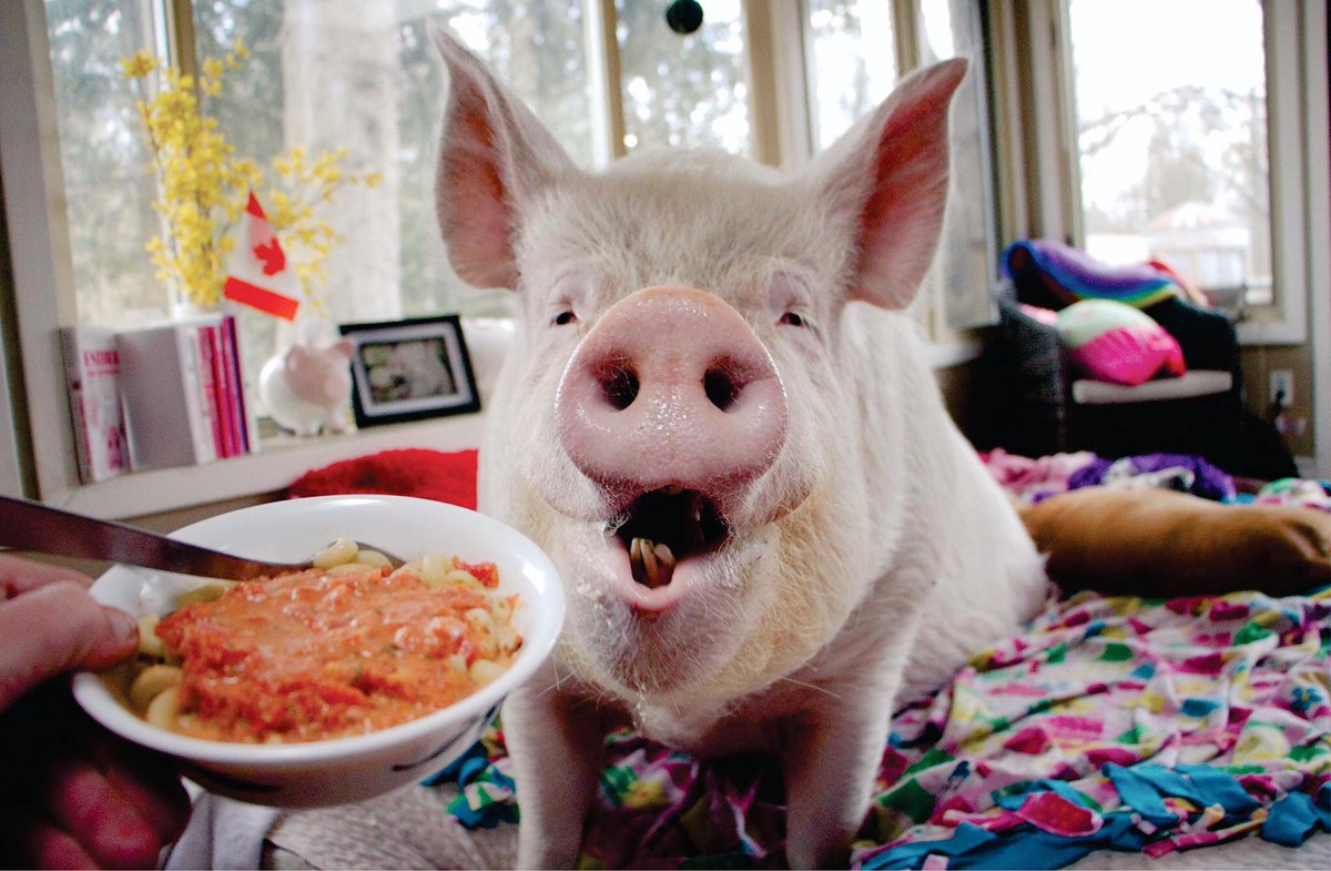 Can pigs eat cooked pasta?