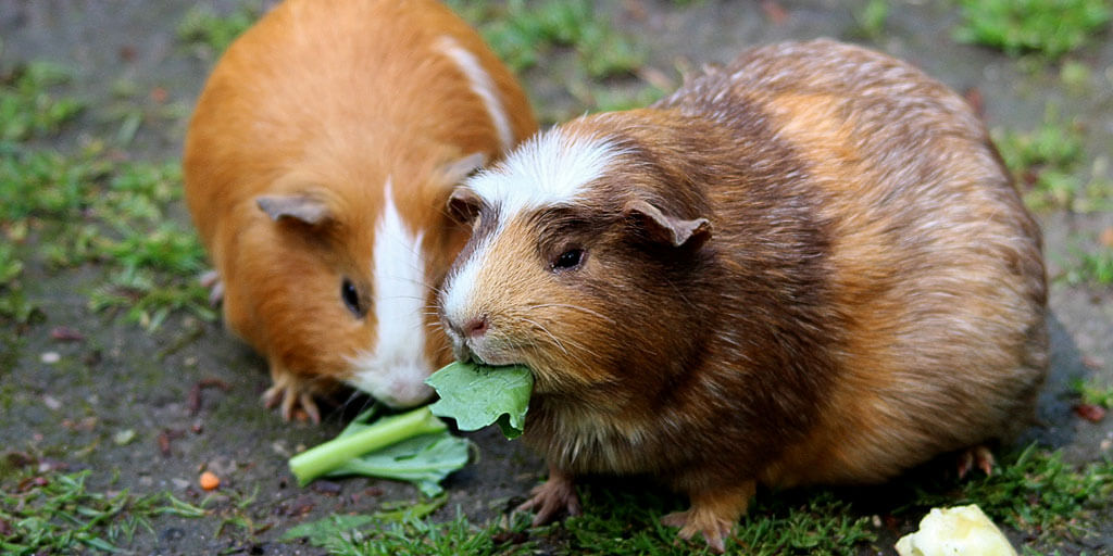 Can pigs eat parsnips?