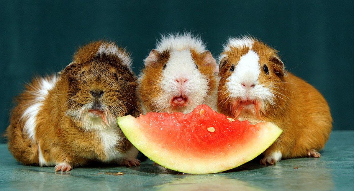 Can pigs have watermelon seeds?