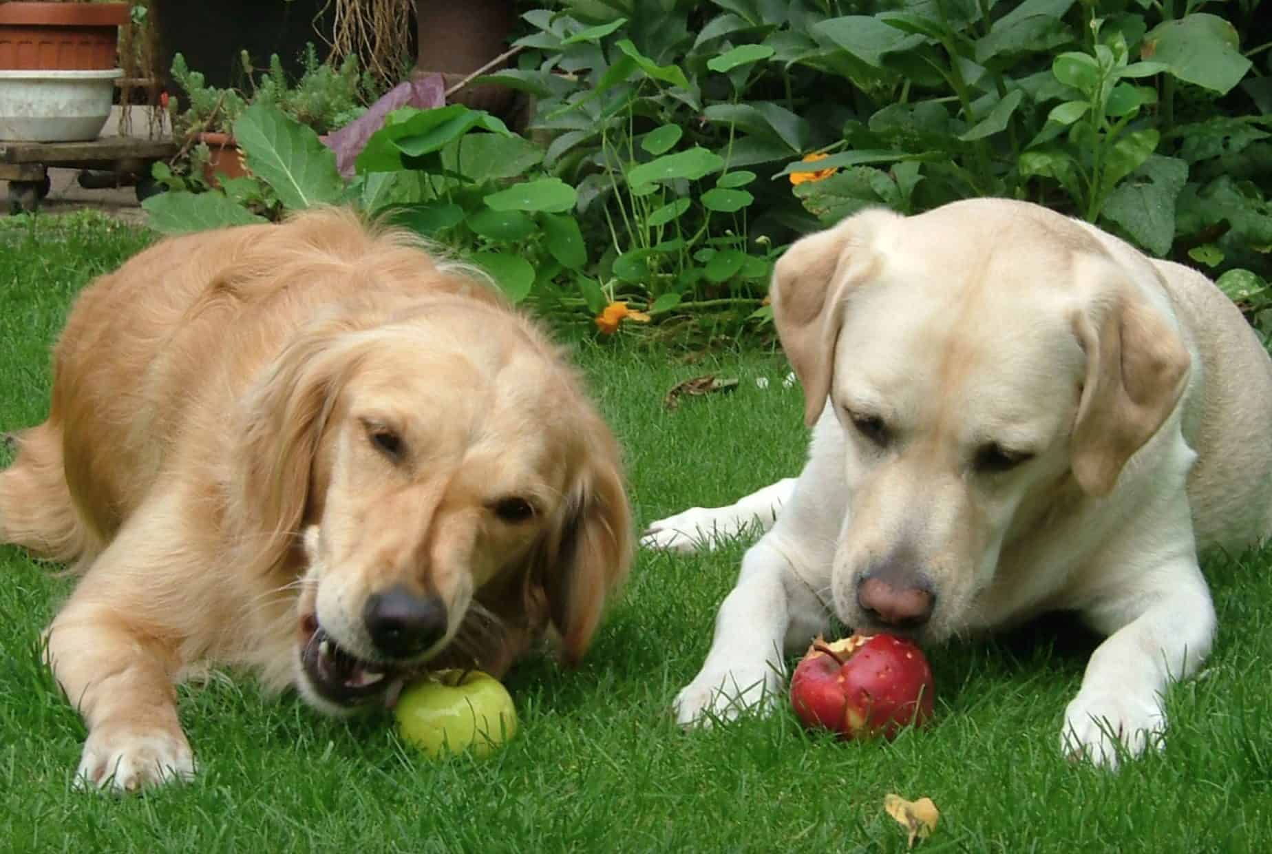 Can puppies eat apples?