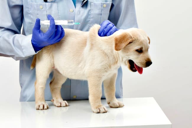 Can puppy vaccine be delayed?