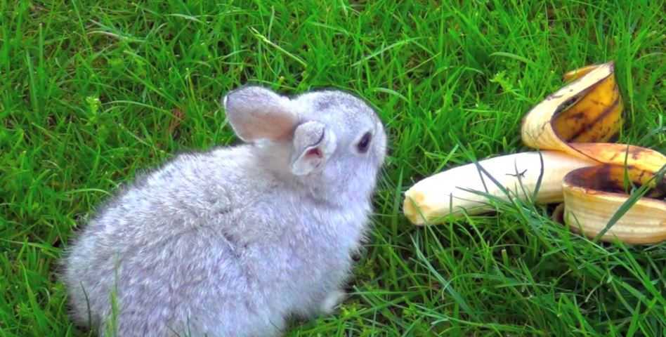 Can rabbits eat banana stems?
