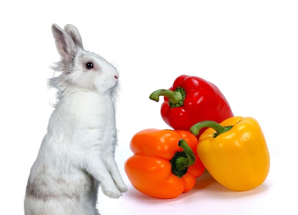 Can rabbits eat bell peppers seeds?