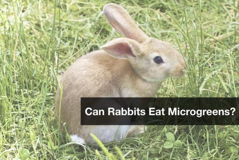 Can rabbits eat chia seed sprouts?