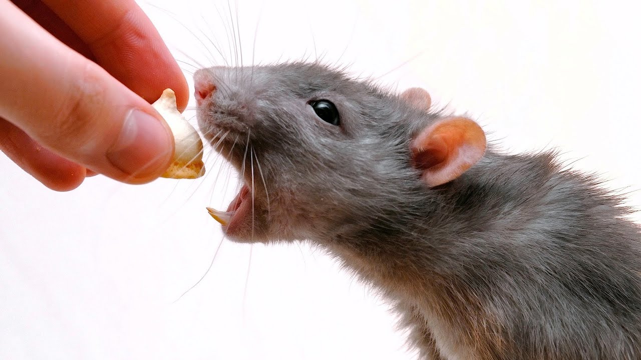 Can rats eat pasta?