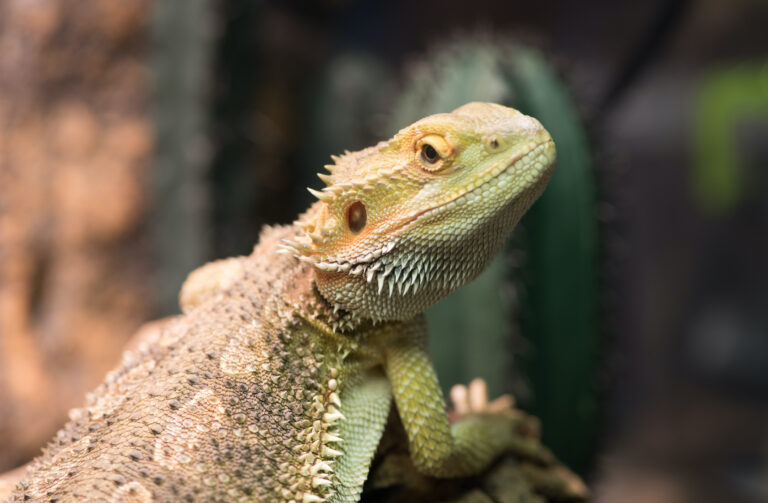 Can reptiles have iceberg lettuce?