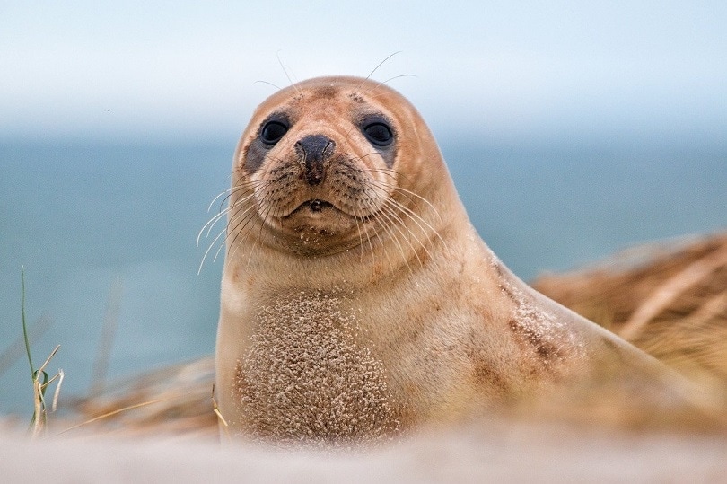 Can seals be domesticated?