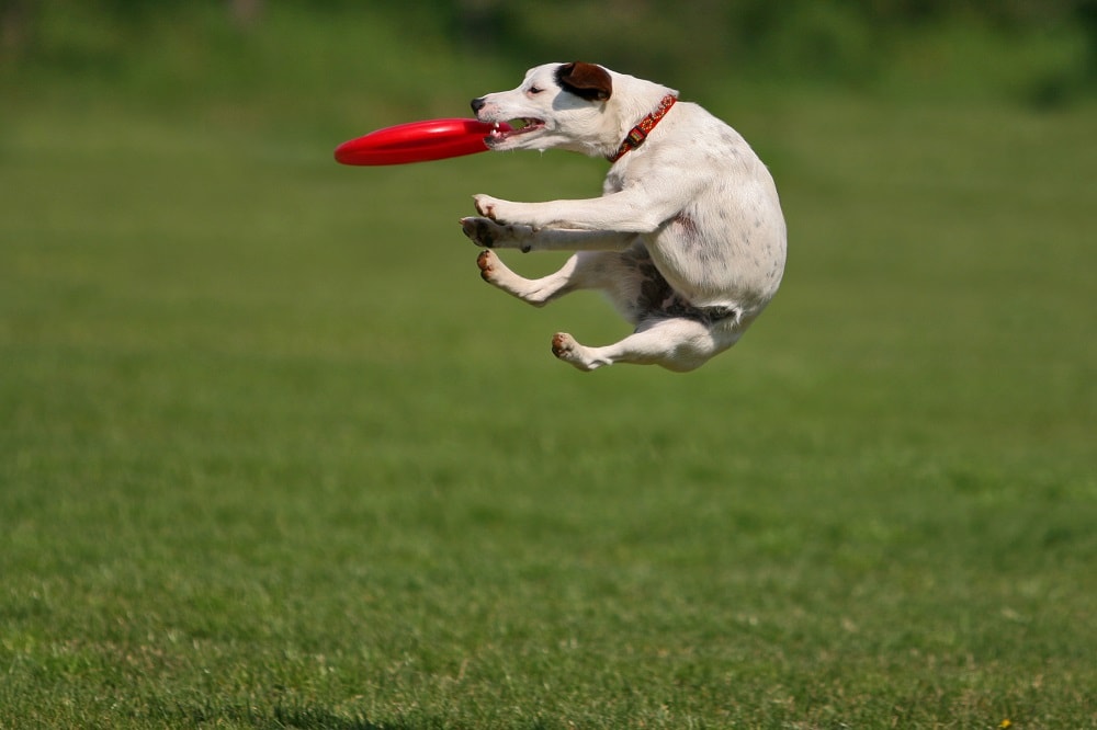 Can small dogs catch Frisbees?