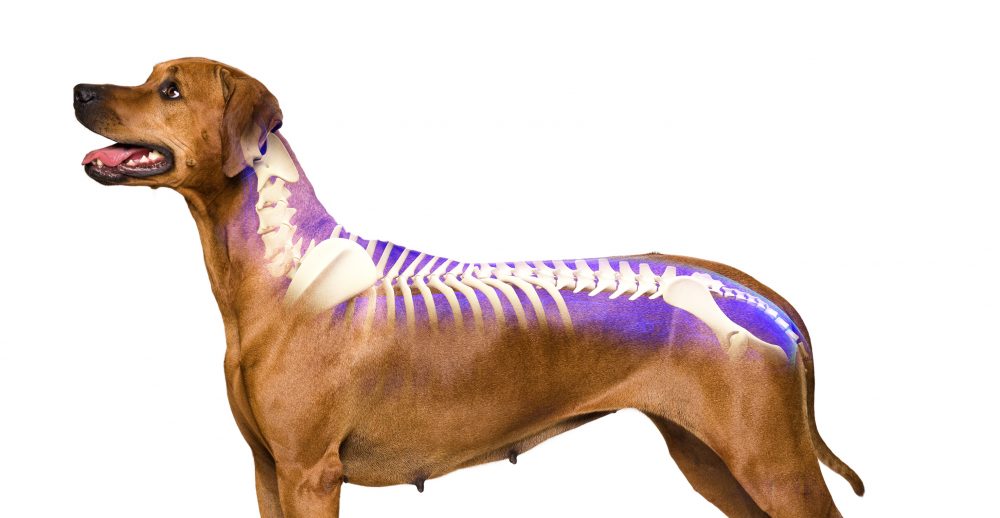 Can spinal stenosis be cured in dogs?