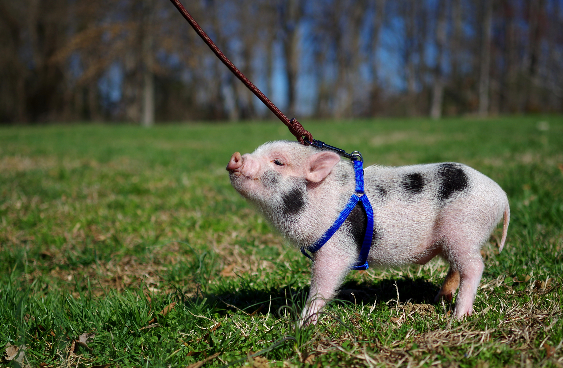 Can teacup pigs be potty trained?