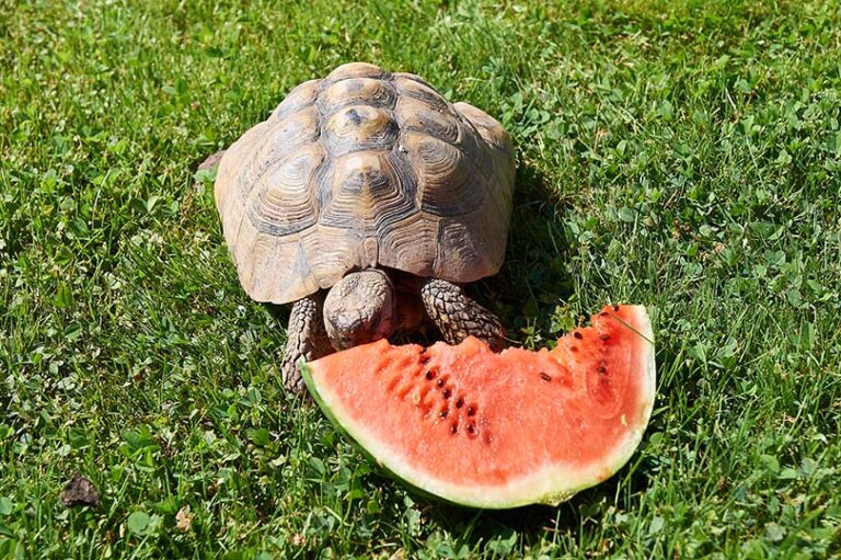 Can tortoises eat watermelon?