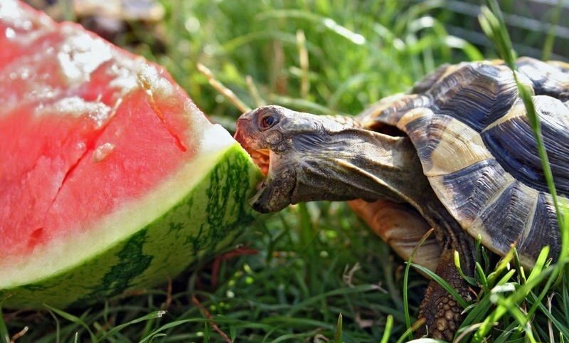 Can turtles eat melon skin?