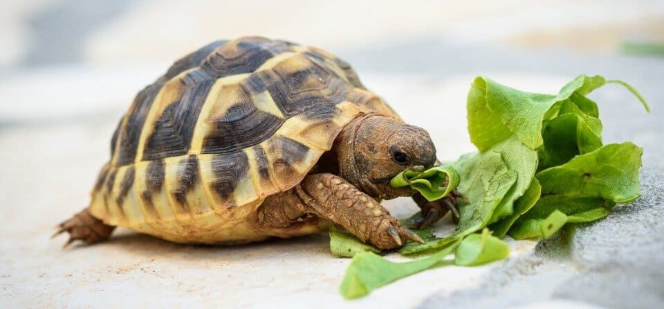 Can turtles eat spinach or lettuce?