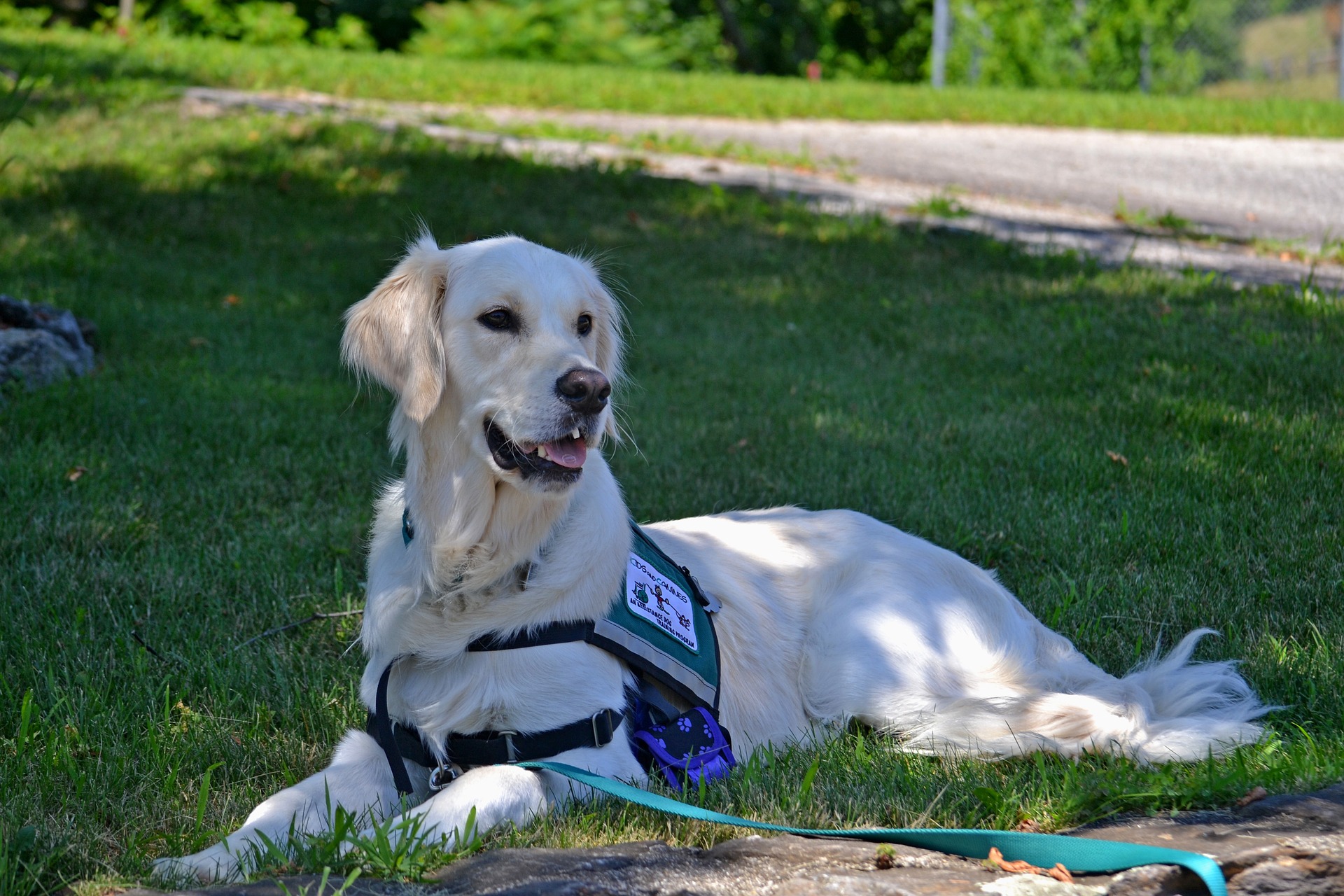 Can you be a doctor with a service dog?