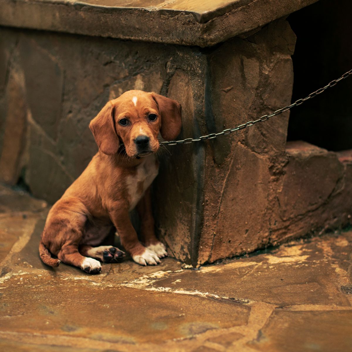 Can you bury a dead dog in your garden UK?