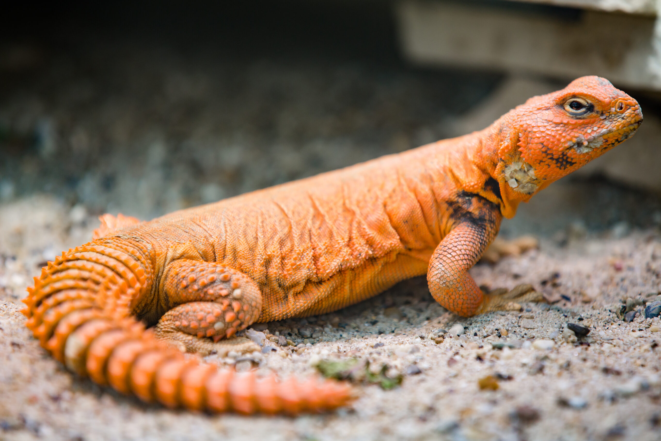 Can you crossbreed uromastyx?