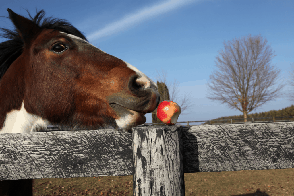 Can you feed a whole apple to a horse?