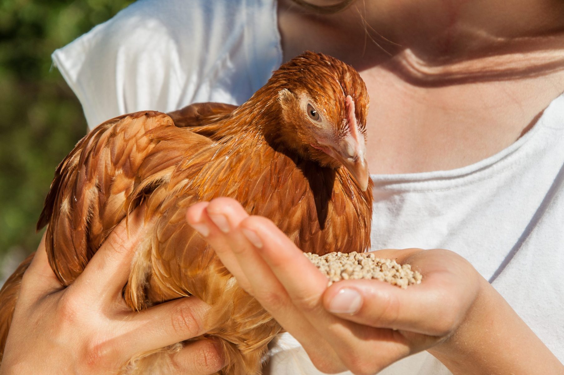 Can you feed chickens corn from the can?